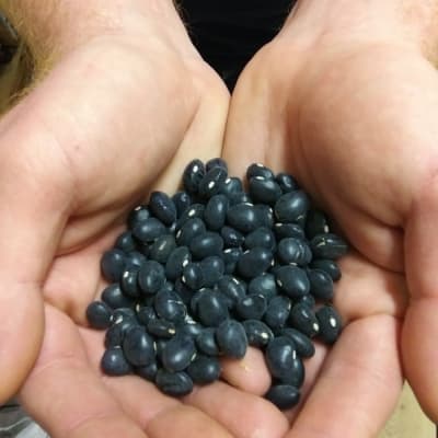 Black Coco