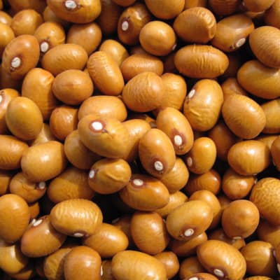 Marfax