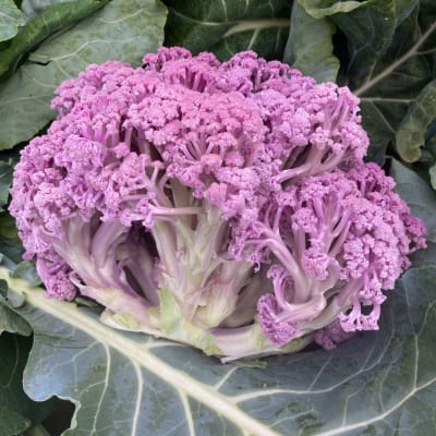 Murasaki Fioretto 70