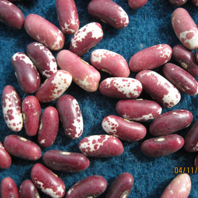 Koronis Purple Kidney Bean – BC Eco Seed Co-op