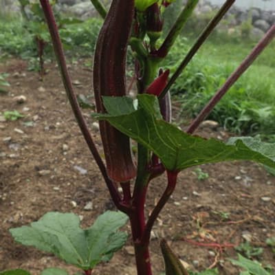 Red Burgundy