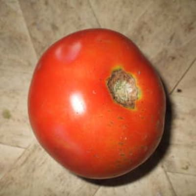 Yellow Brandywine Organic Slicing Tomato - Fedco Seeds