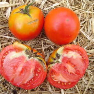 Mark Twain Eco Slicing Tomato - Fedco Seeds