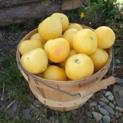 Mark Twain Eco Slicing Tomato - Fedco Seeds