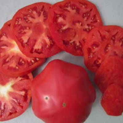 Yellow Brandywine Organic Slicing Tomato - Fedco Seeds