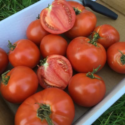 Yellow Brandywine Organic Slicing Tomato - Fedco Seeds