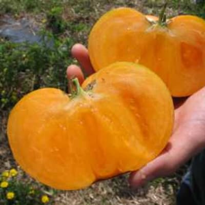 Mark Twain Eco Slicing Tomato - Fedco Seeds