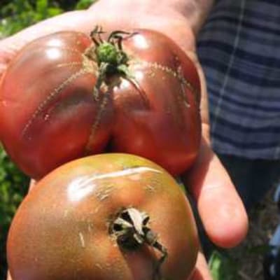 Pink Brandywine Organic Slicing Tomato - Fedco Seeds