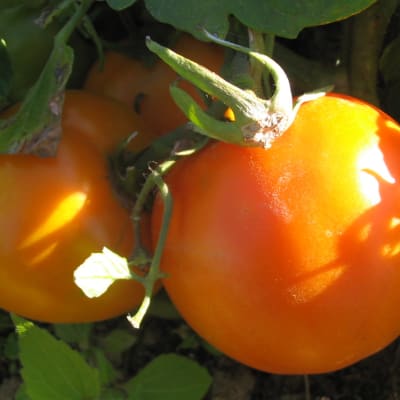 Yellow Brandywine Organic Slicing Tomato - Fedco Seeds