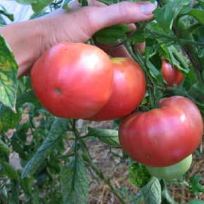 Mark Twain Eco Slicing Tomato - Fedco Seeds
