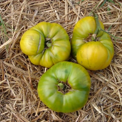 Aunt Ruby’s German Green