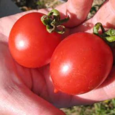 Mark Twain Eco Slicing Tomato - Fedco Seeds