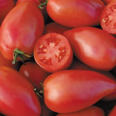 Mark Twain Eco Slicing Tomato - Fedco Seeds