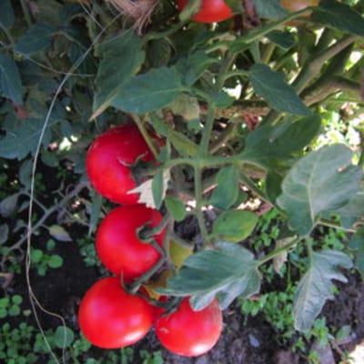 Mark Twain Eco Slicing Tomato - Fedco Seeds