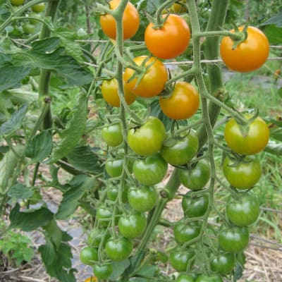 Sungold