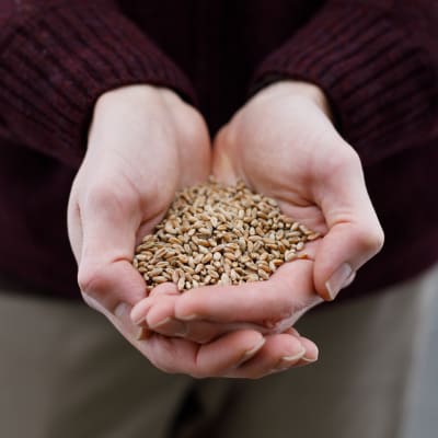Sirvinta Winter Wheat