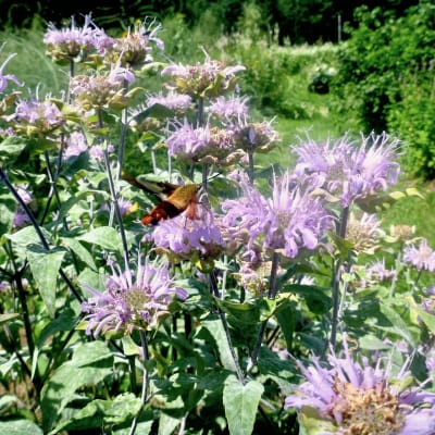 Wild Bergamot