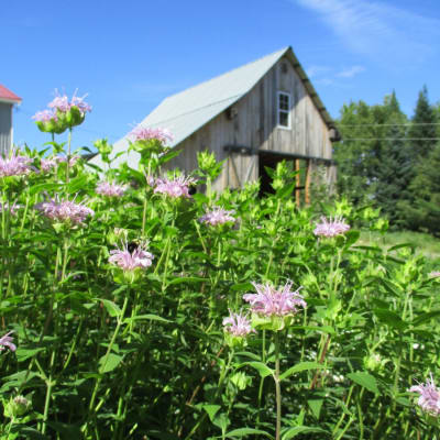 Wild Bergamot