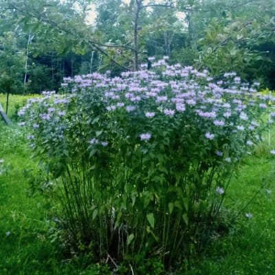 Wild Bergamot