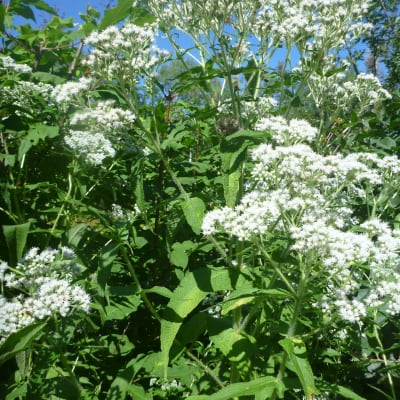 Boneset