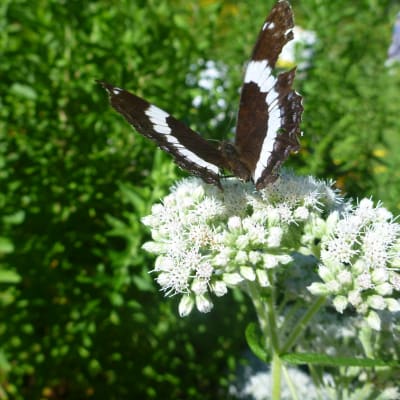 Boneset