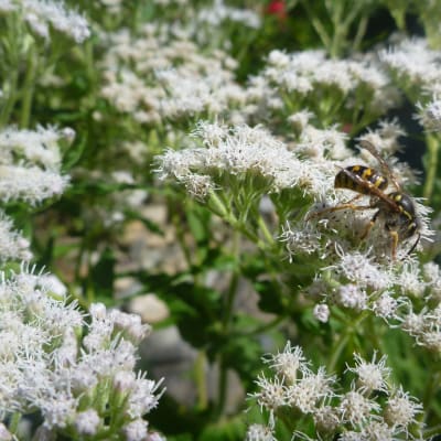 Boneset