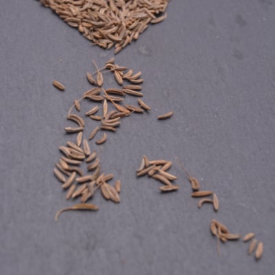 Caraway