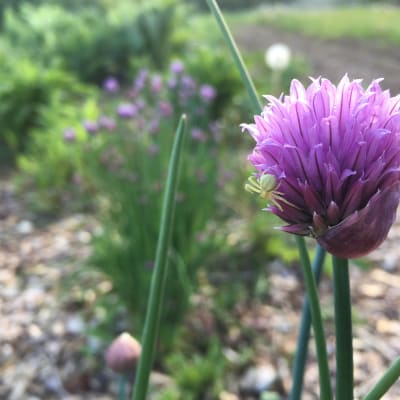 Nelly Chives