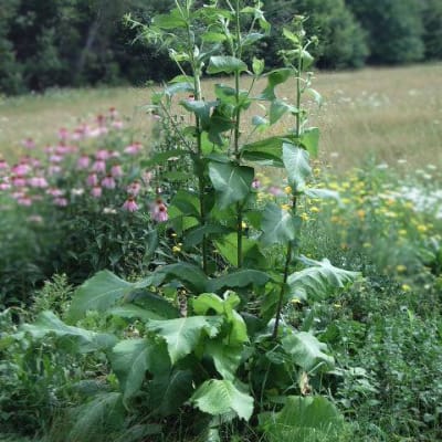 Elecampane