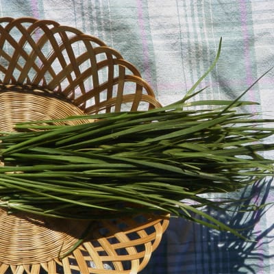 Garlic Chives