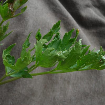 Lovage