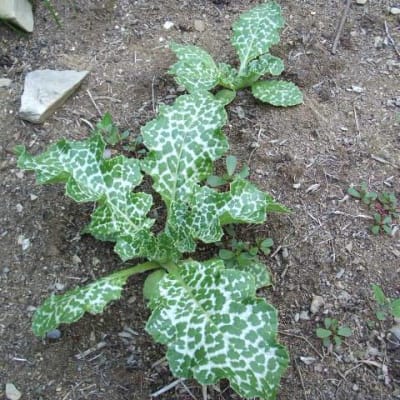 Milk Thistle