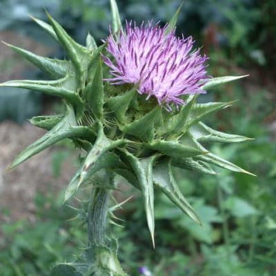 Milk Thistle