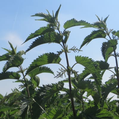 Stinging Nettle