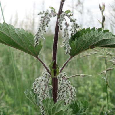 Stinging Nettle