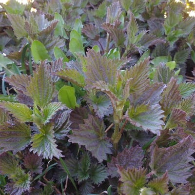 Stinging Nettle