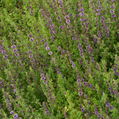 Pennyroyal