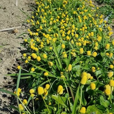 Spilanthes