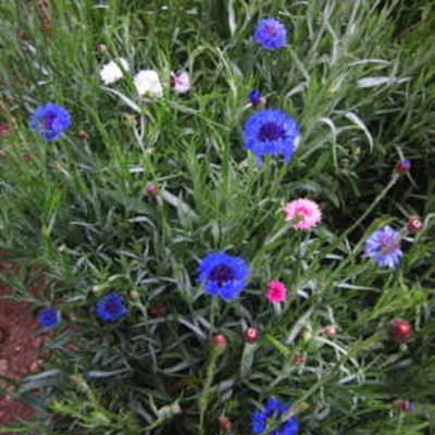 Jubilee Gem Bachelor Buttons Organic Seeds - 100 Seeds