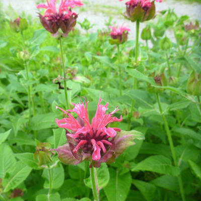 Panorama Red Bee Balm
