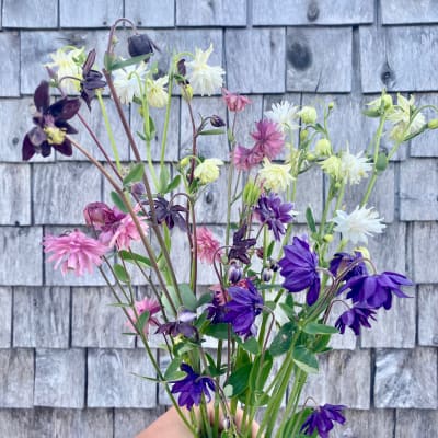 Barlow Mix Columbine