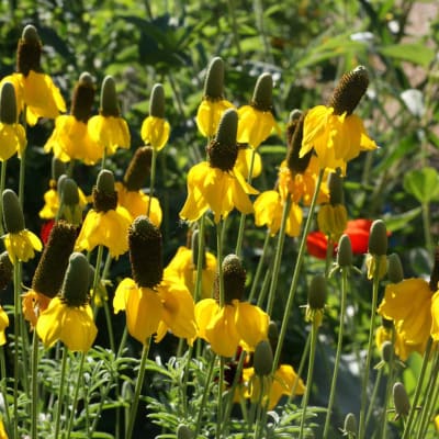 Yellow Prairie Coneflower