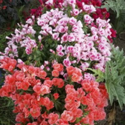 Grace Mix
