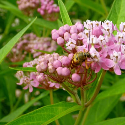 Swamp Red Milkweed