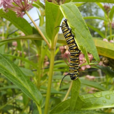 Swamp Red Milkweed