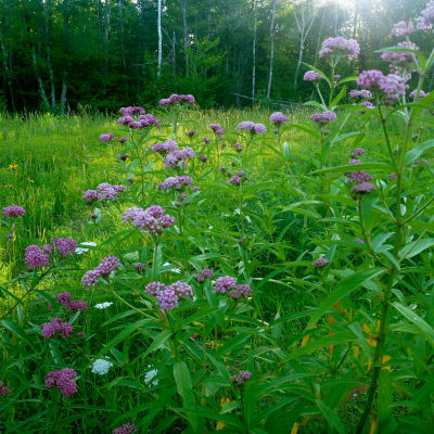 Swamp Red Milkweed
