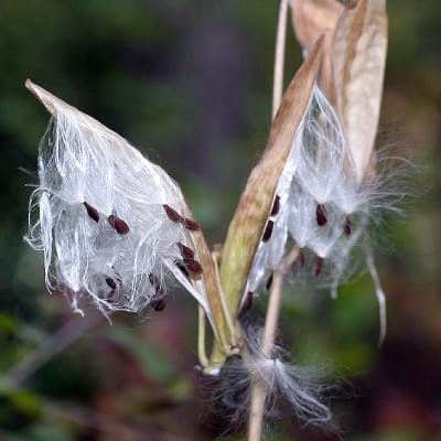 Swamp Red Milkweed