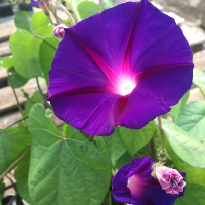 Kniola’s Purple