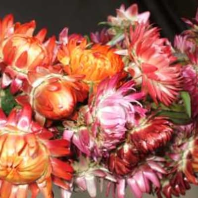 Monstrosum Mix