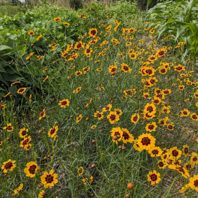 Dyer’s Coreopsis Mix